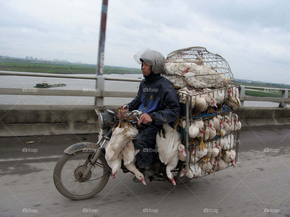 cage ducks motorbike vietnamese by pixelate