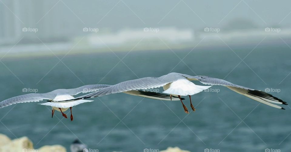 sea gulls inflight at water front in Bahrain