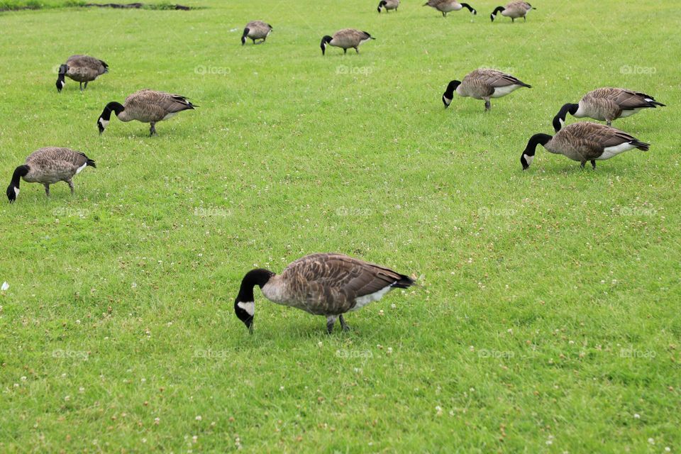 Canada geese grazing on the meadow