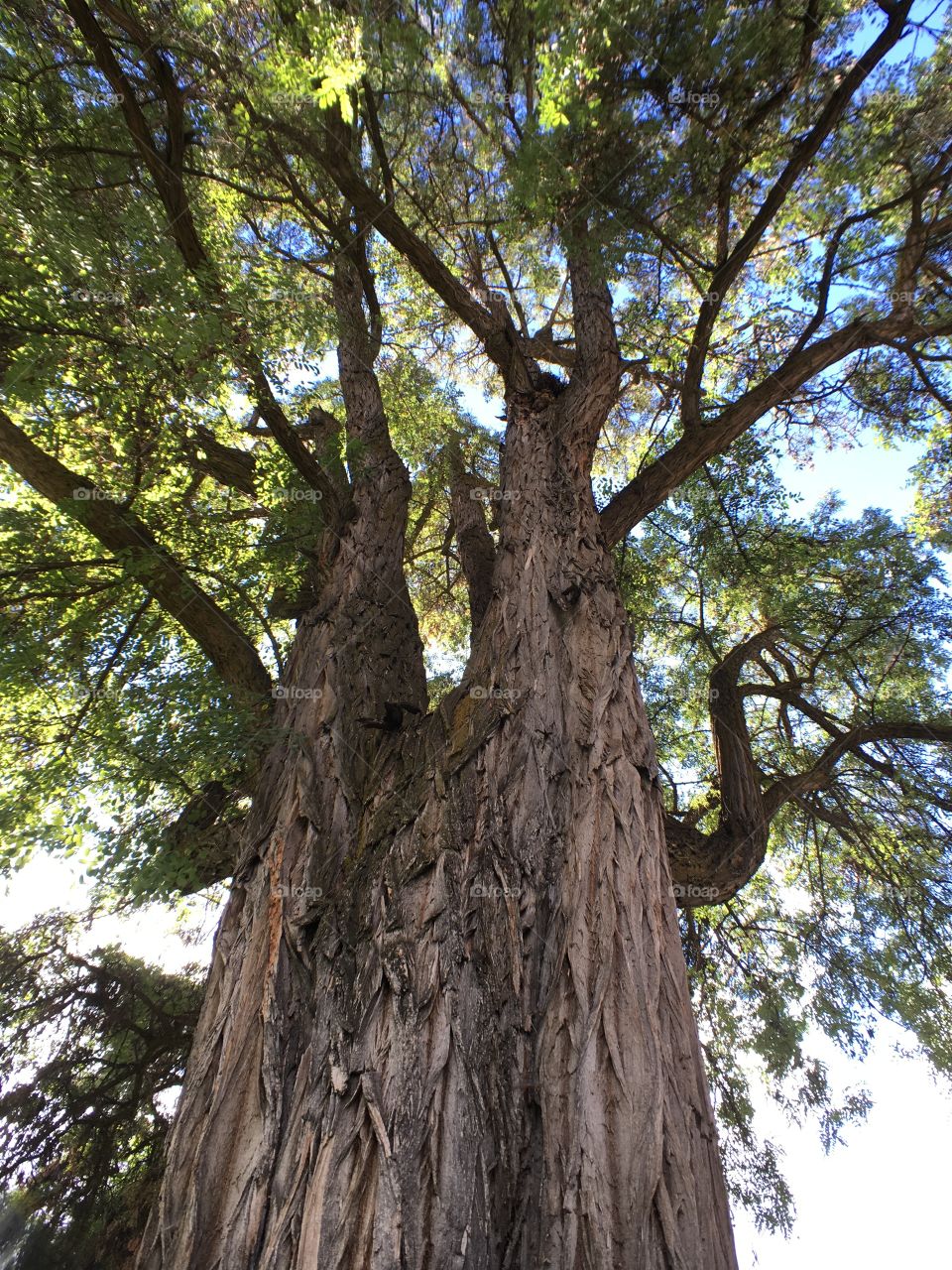 Huge Tree