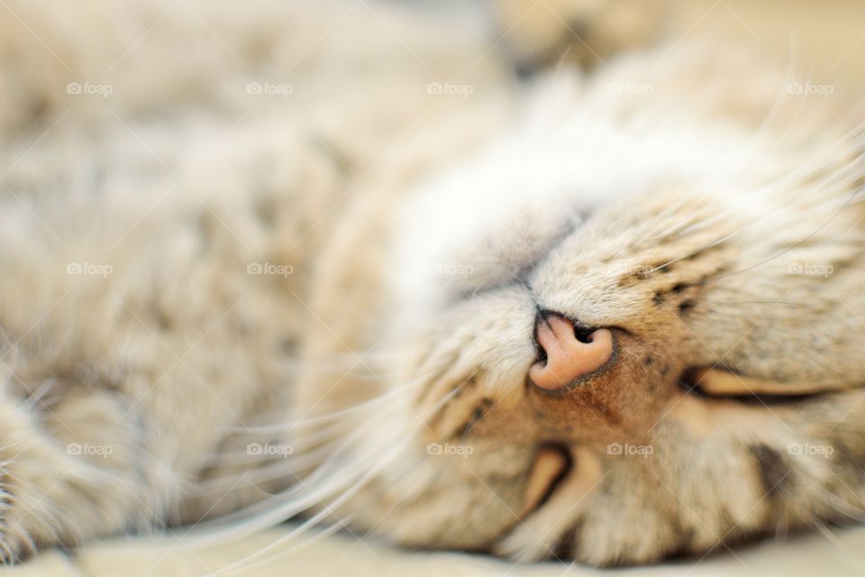 Close-up of cat sleeping