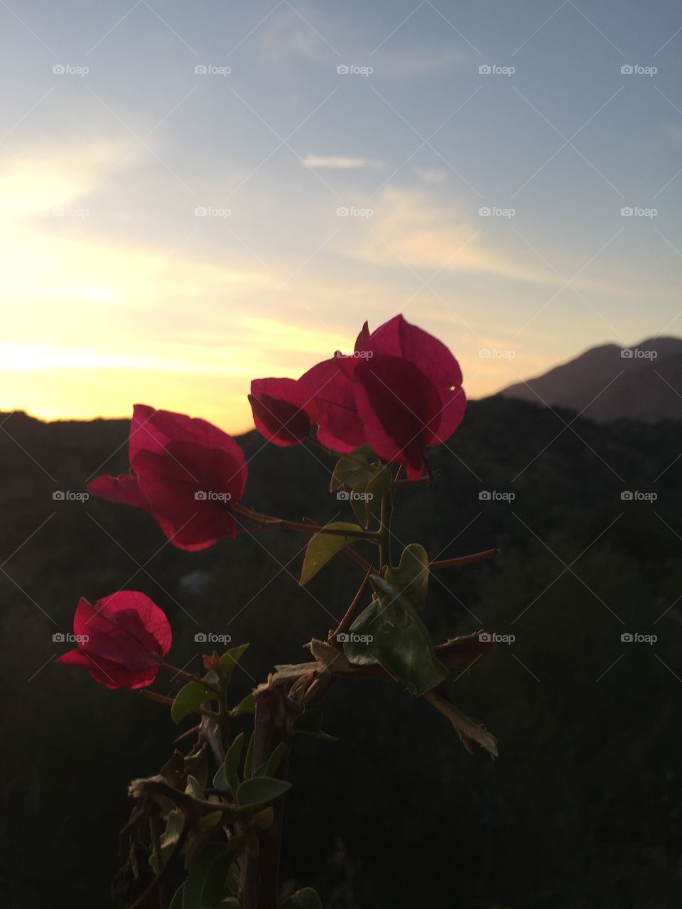 Deep pink Azalea flowers are in full blossom in front of sun kissed skies and distant mountains, distantly shaded lavender in the fading light. 