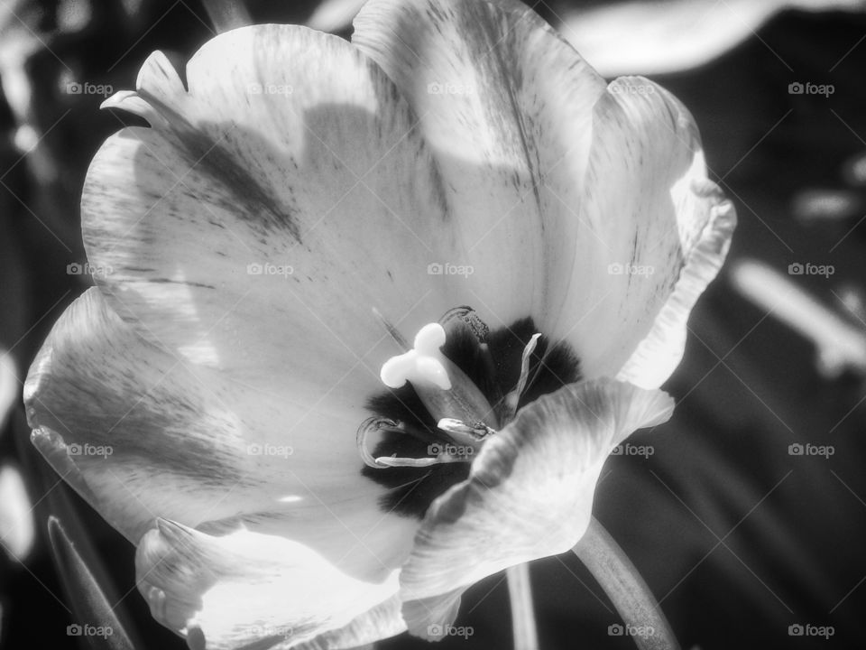 B/W tulip
