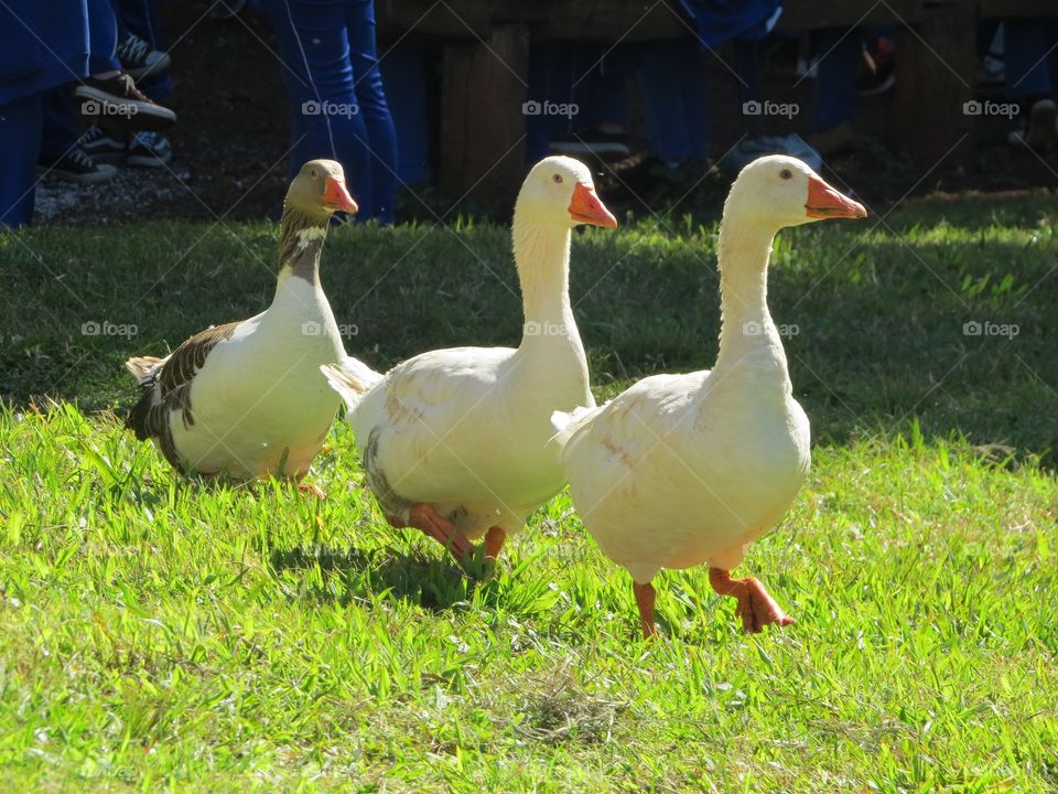 Patos