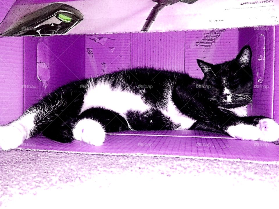 cat sleeping in purple box