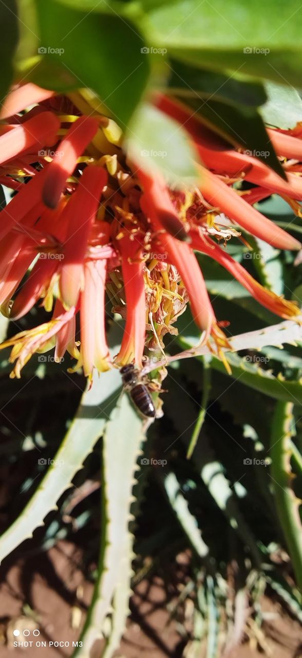 beautiful bee on flower