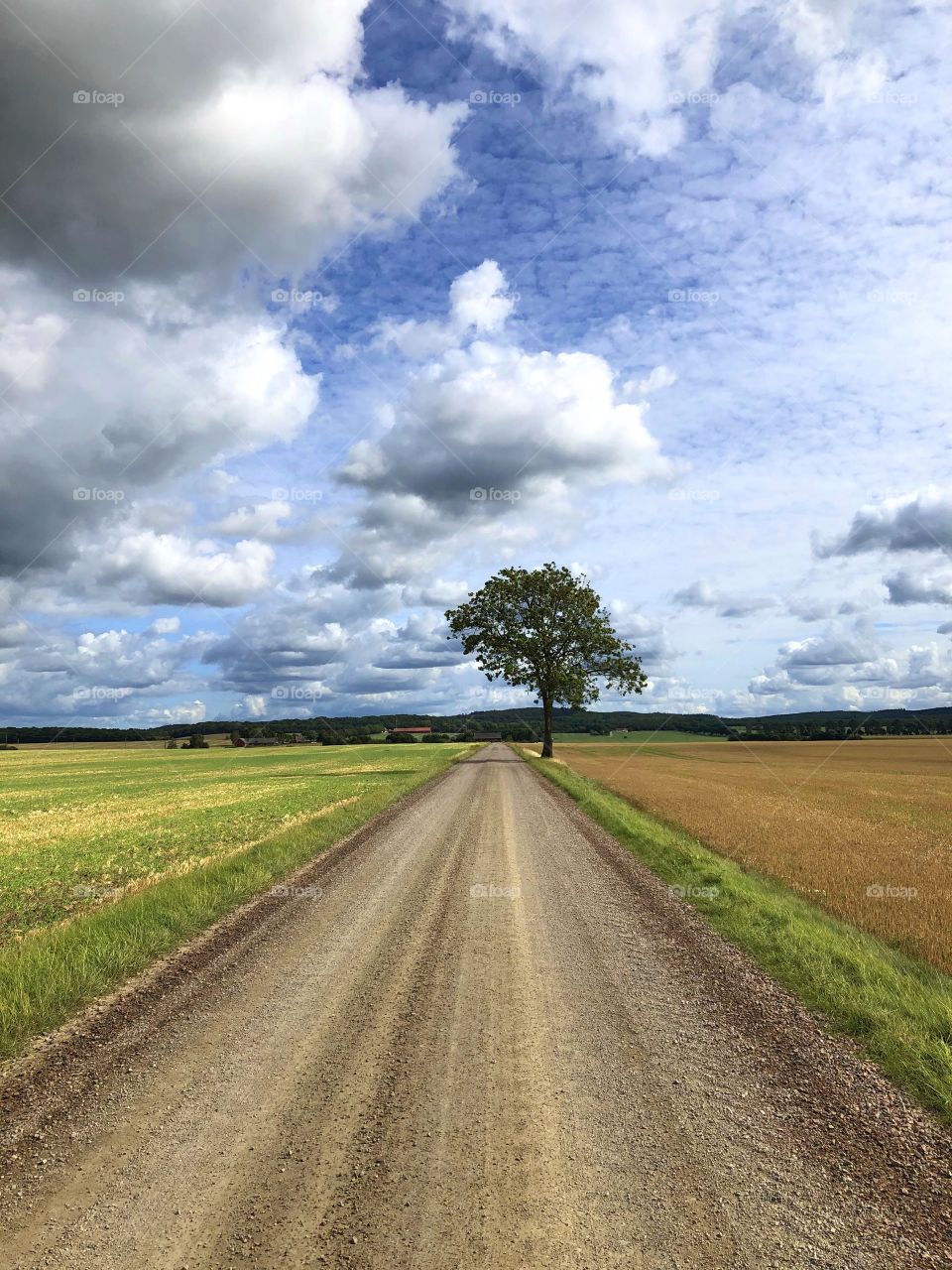 Tree on the countryside