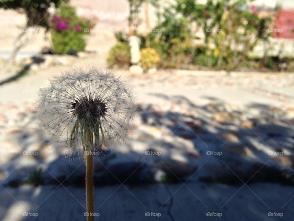 Taraxacum or dandelion