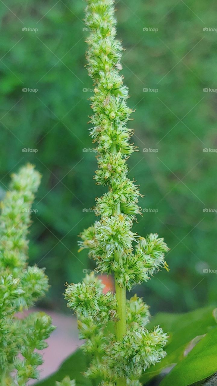 flowers captured