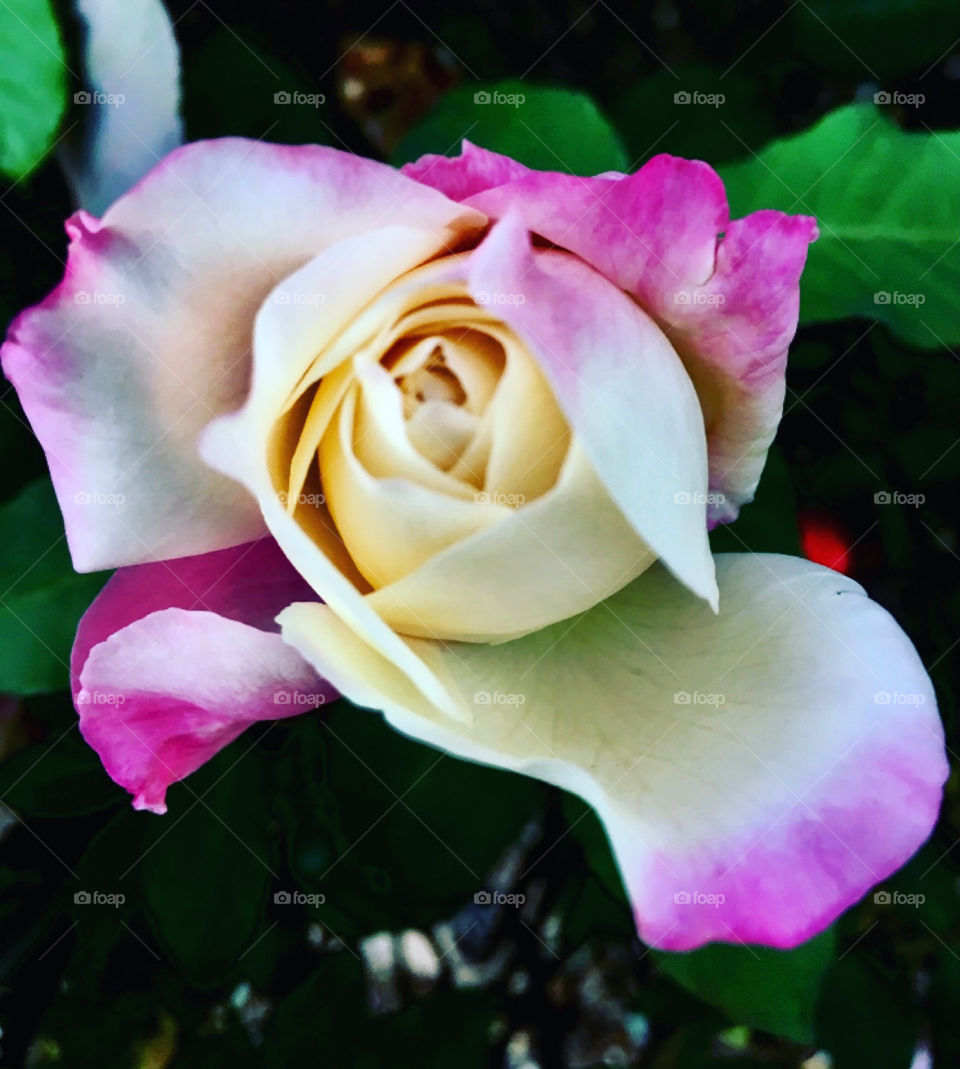 🌹 🇺🇸 Very beautiful flowers to brighten our day.  Live nature and its beauty. Did you like the delicate petals? / 🇧🇷 Flores muito bonitas para alegrar nosso dia. Viva a natureza e sua beleza. Gostaram das pétalas delicadas? 