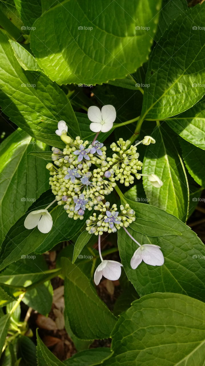 blossoming hydrangea