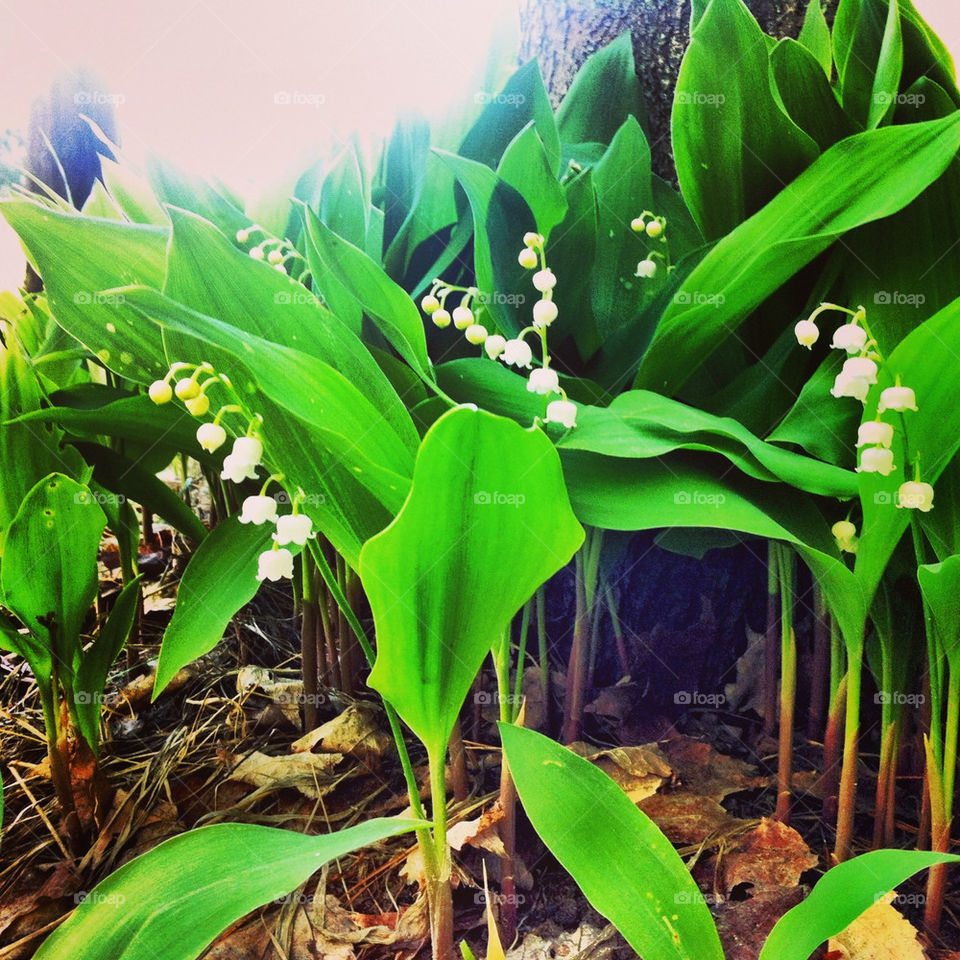 garden fragrant lily of the valley invasive by serenitykennedy