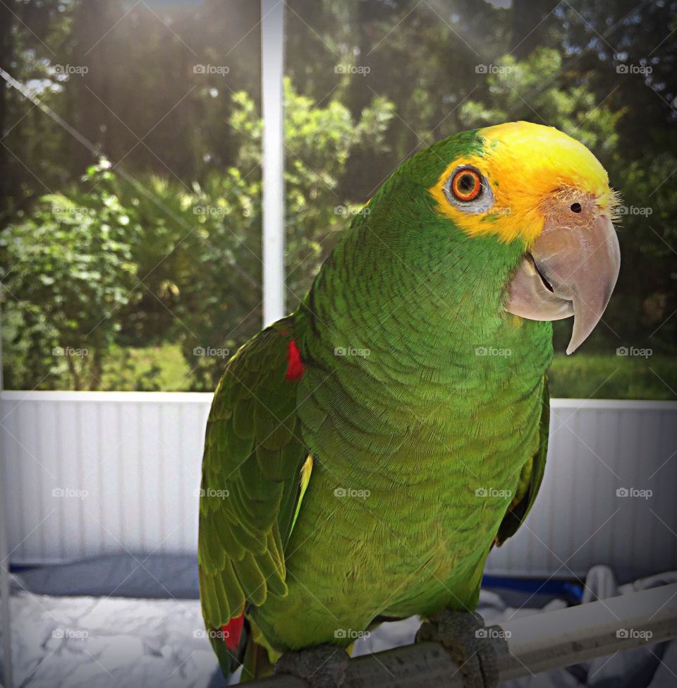 Bright yellow feathers crown a friendly Green parrots head.