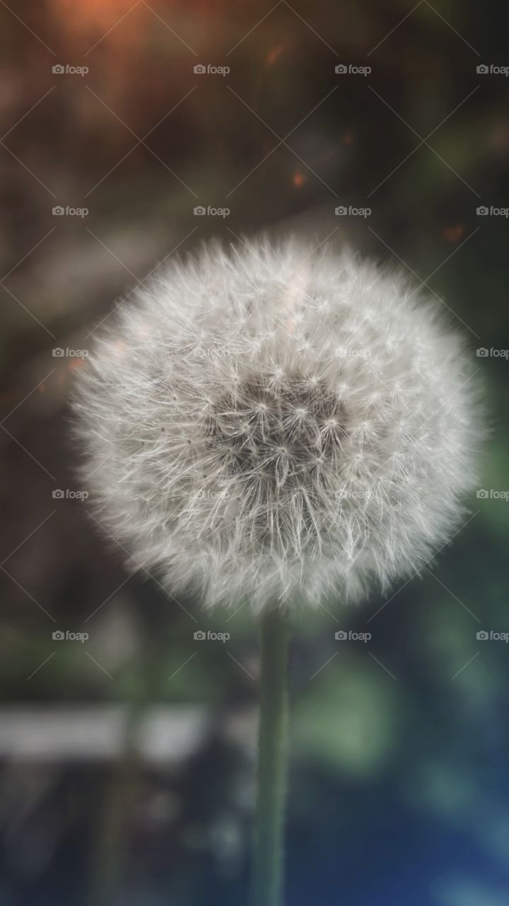 dandelion