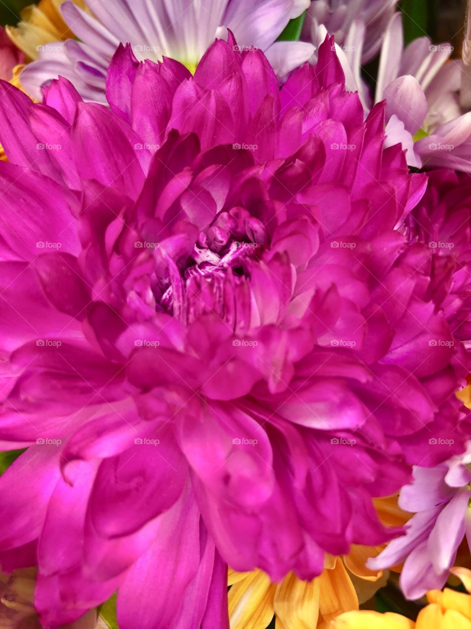 Macro image of a fully bloomed bright pink flower fills most of the frame, surrounded by a cluster of pink and yellow flowers barely visible behind