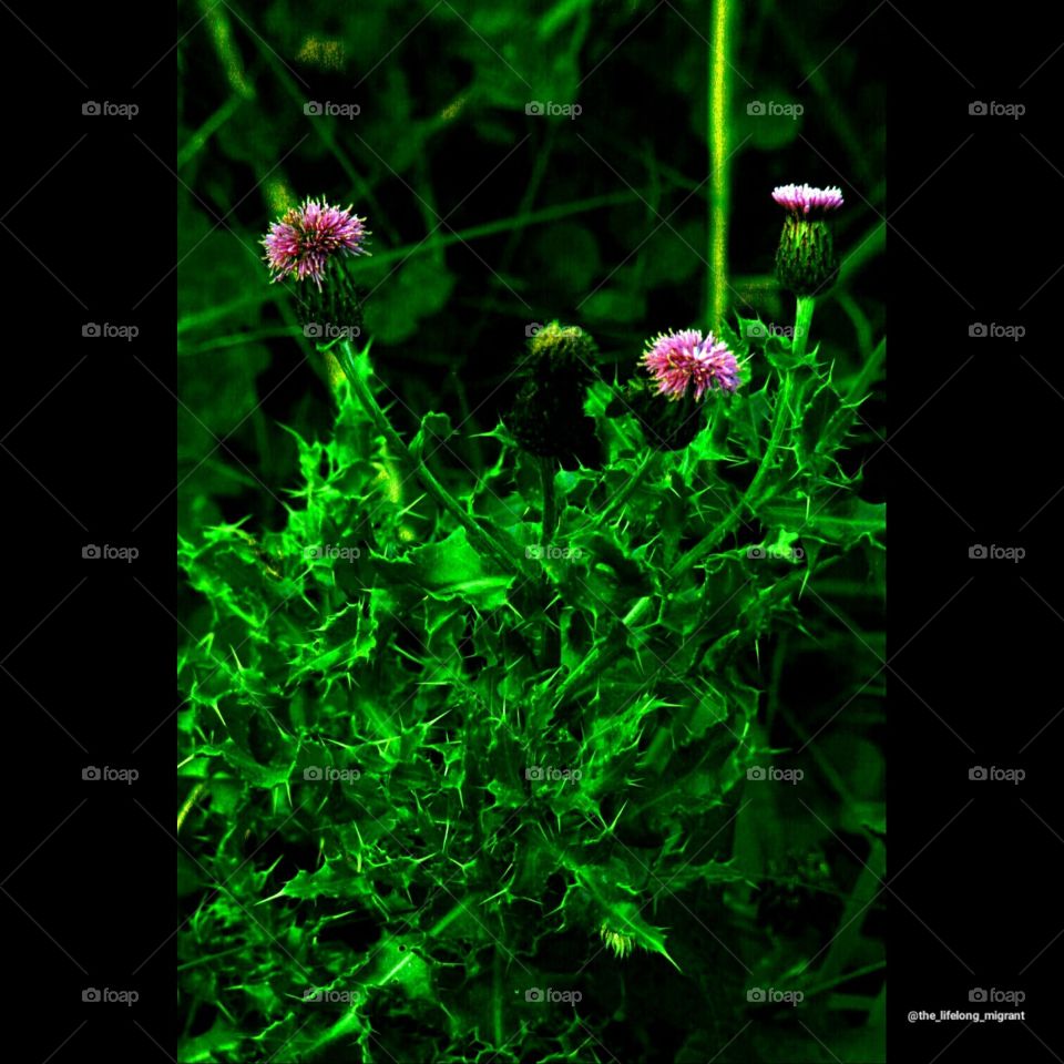 Scottish national thistle.