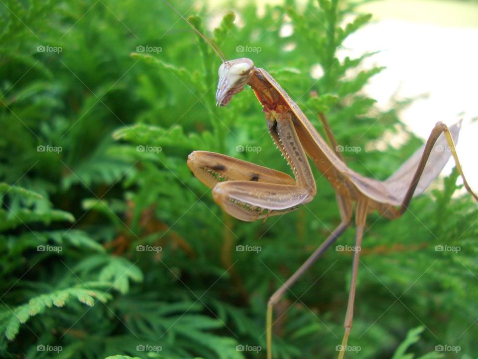 Praying mantis 