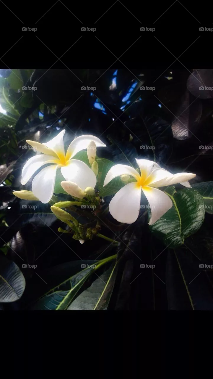Plumeria