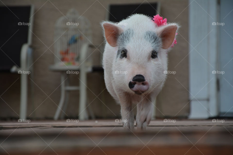 Strolling Piggy