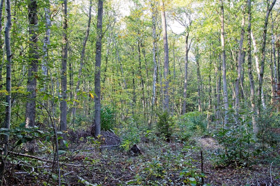 sun rays in the forest