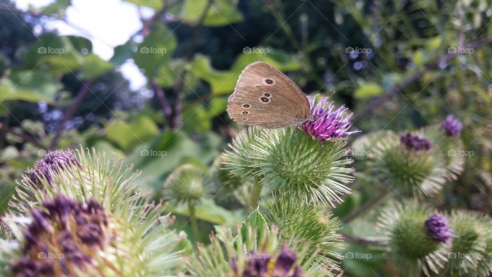 butterfly nature