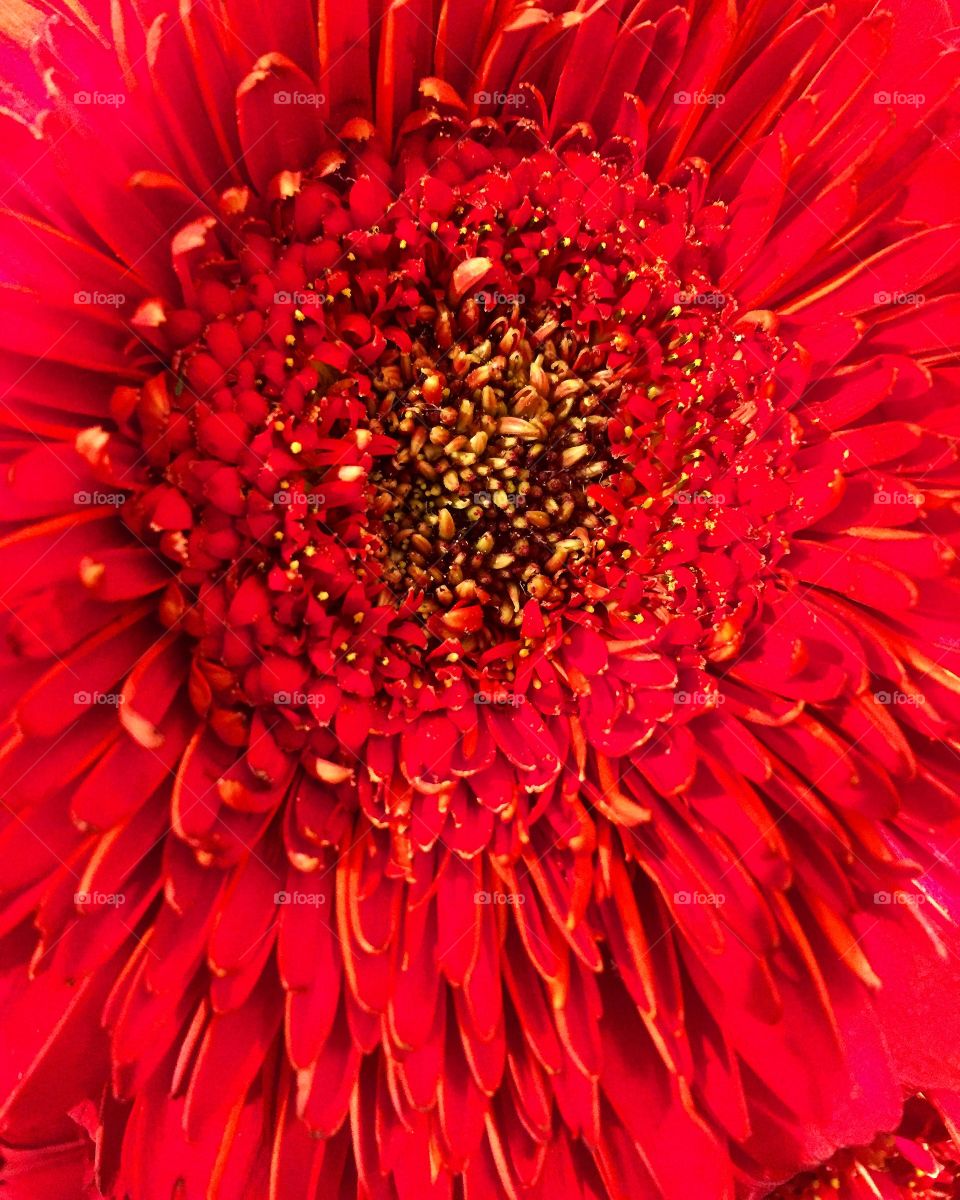 Red flower