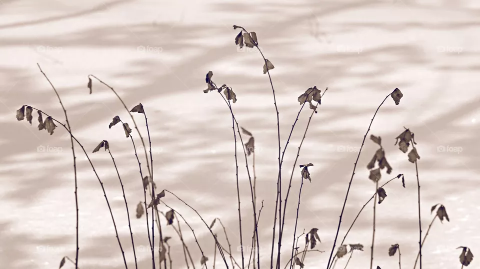 winter