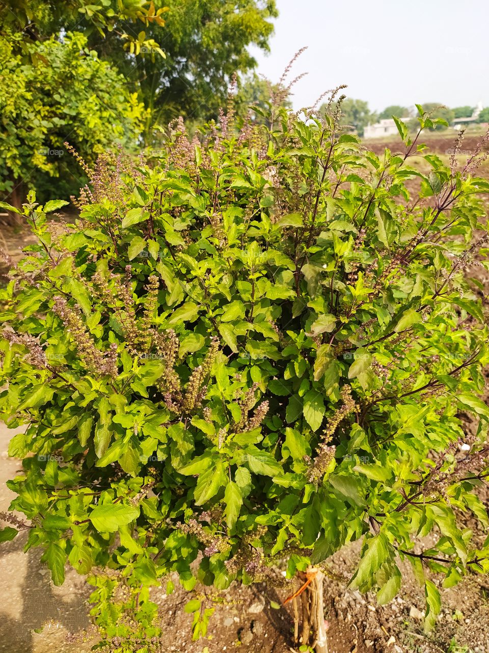 holy basil called tulsi flowering plant of mint family