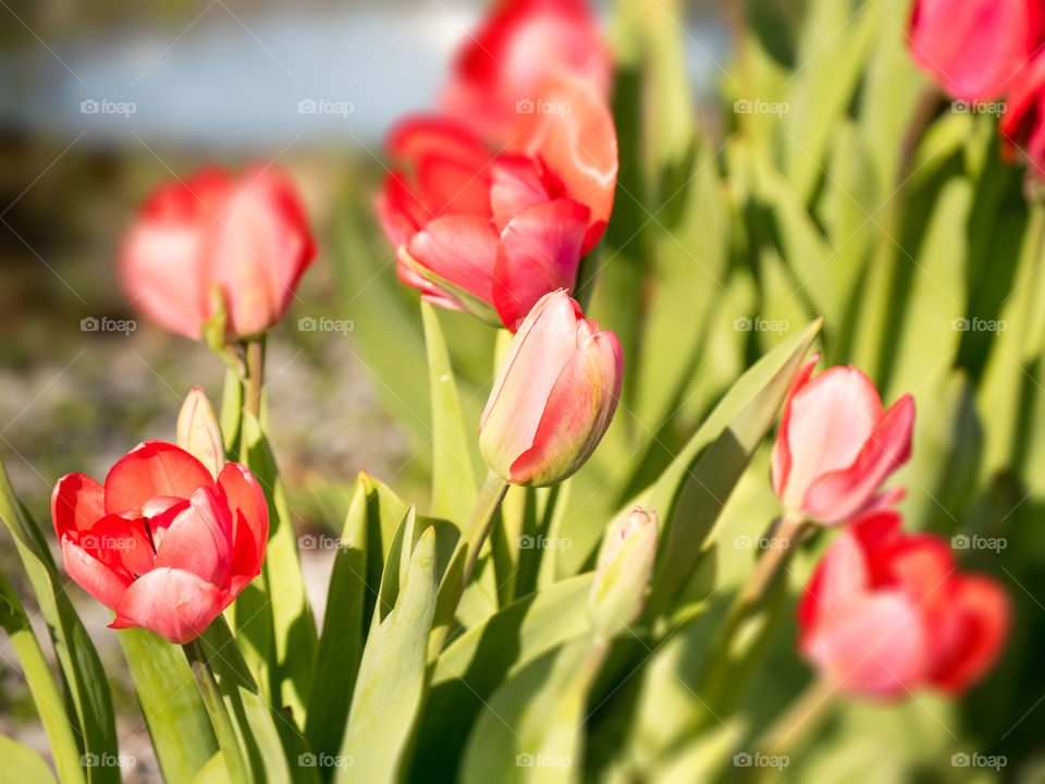 Close-up of tulip flowers