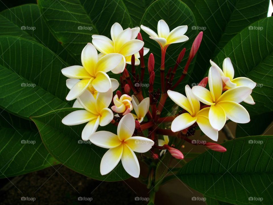 Frangipani 