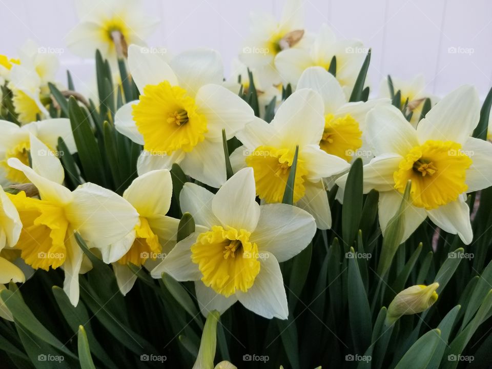 daffodils in the yard
