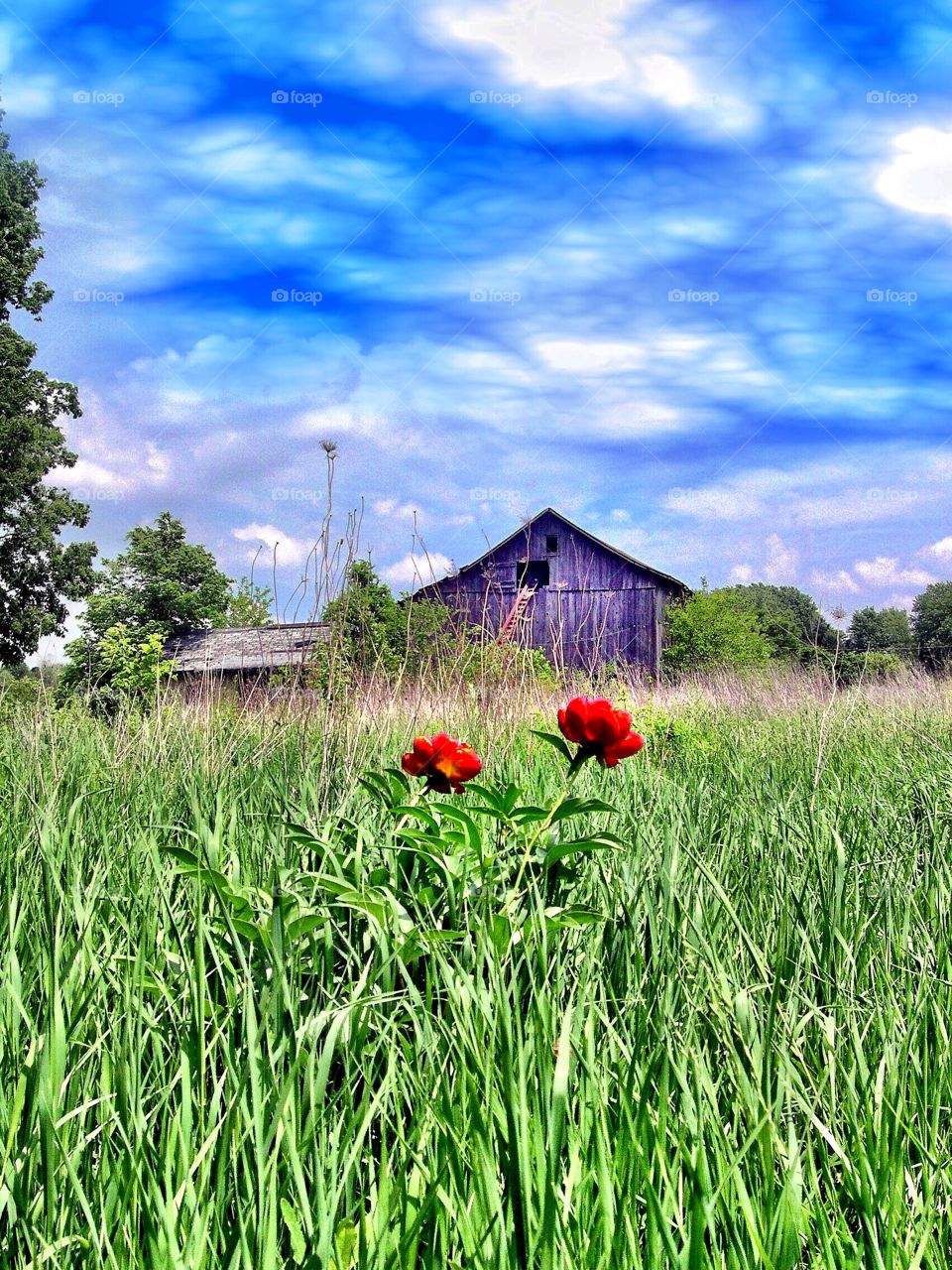 Old barn with beautiful flowers