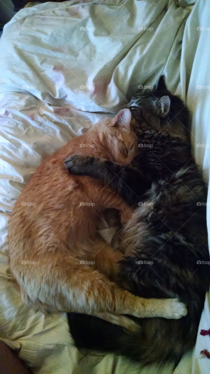 Cuddle Love. A brother and sister cat in their sleeping position.
