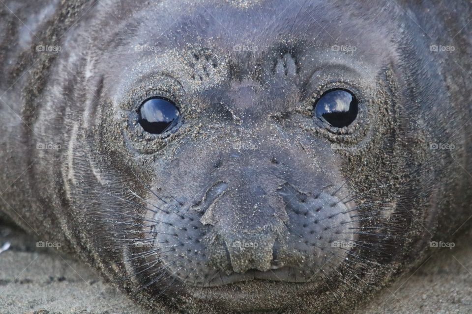 momma elephant seal