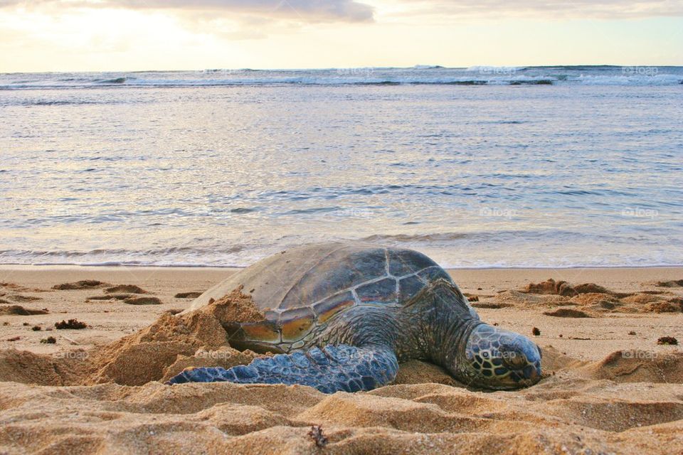 Resting Turtle