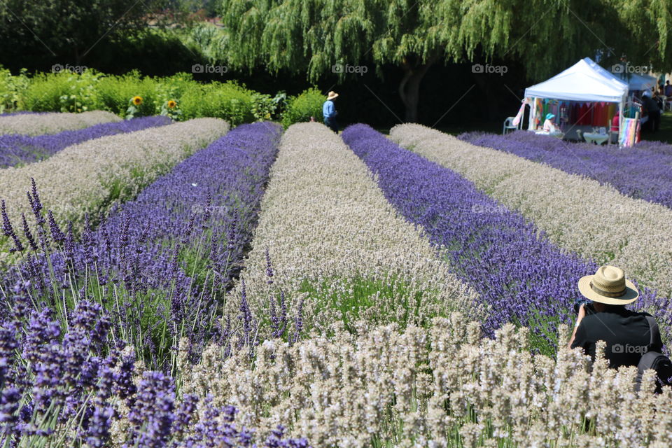 Lavender farm