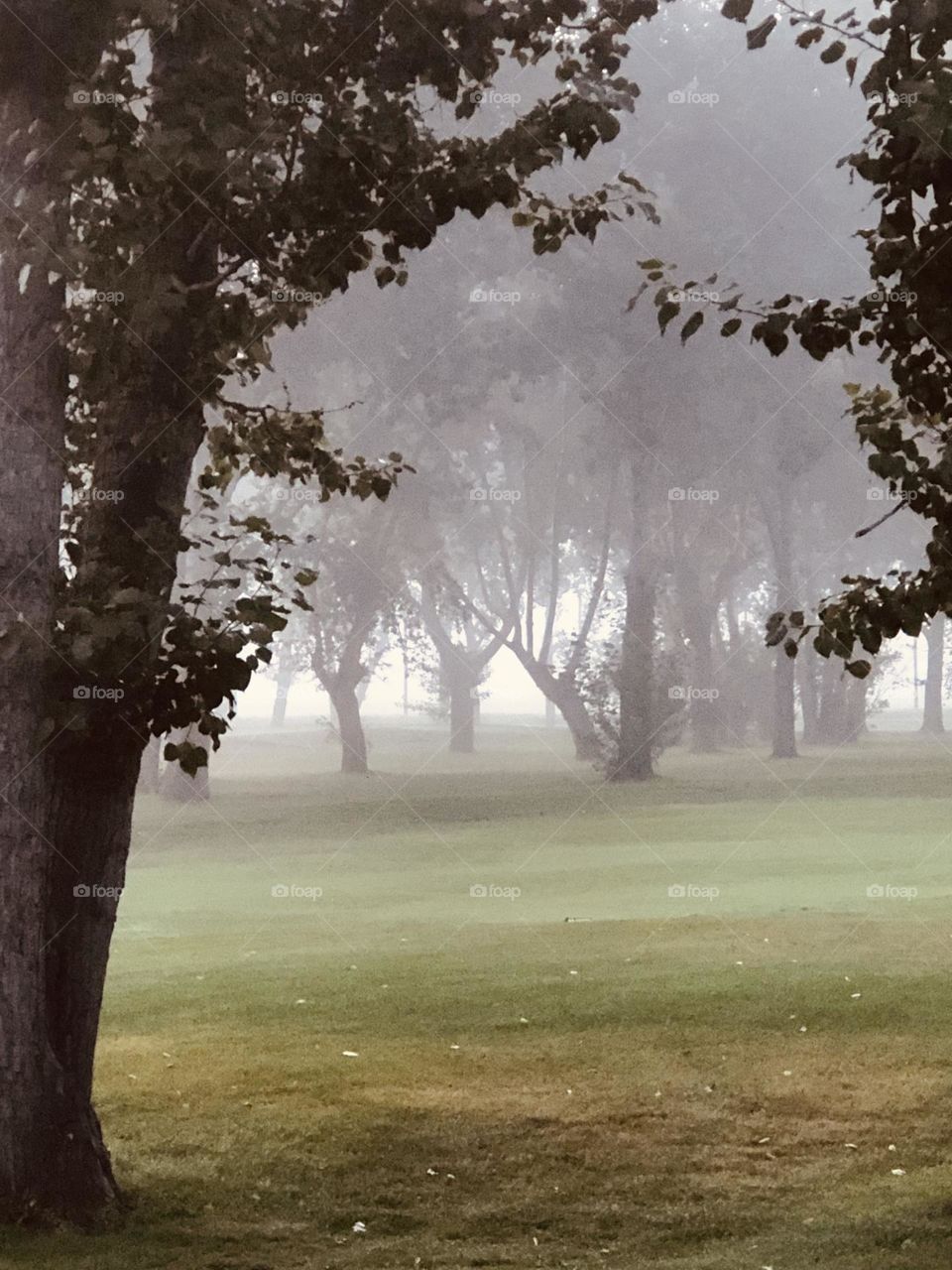 Foggy morning within the trees