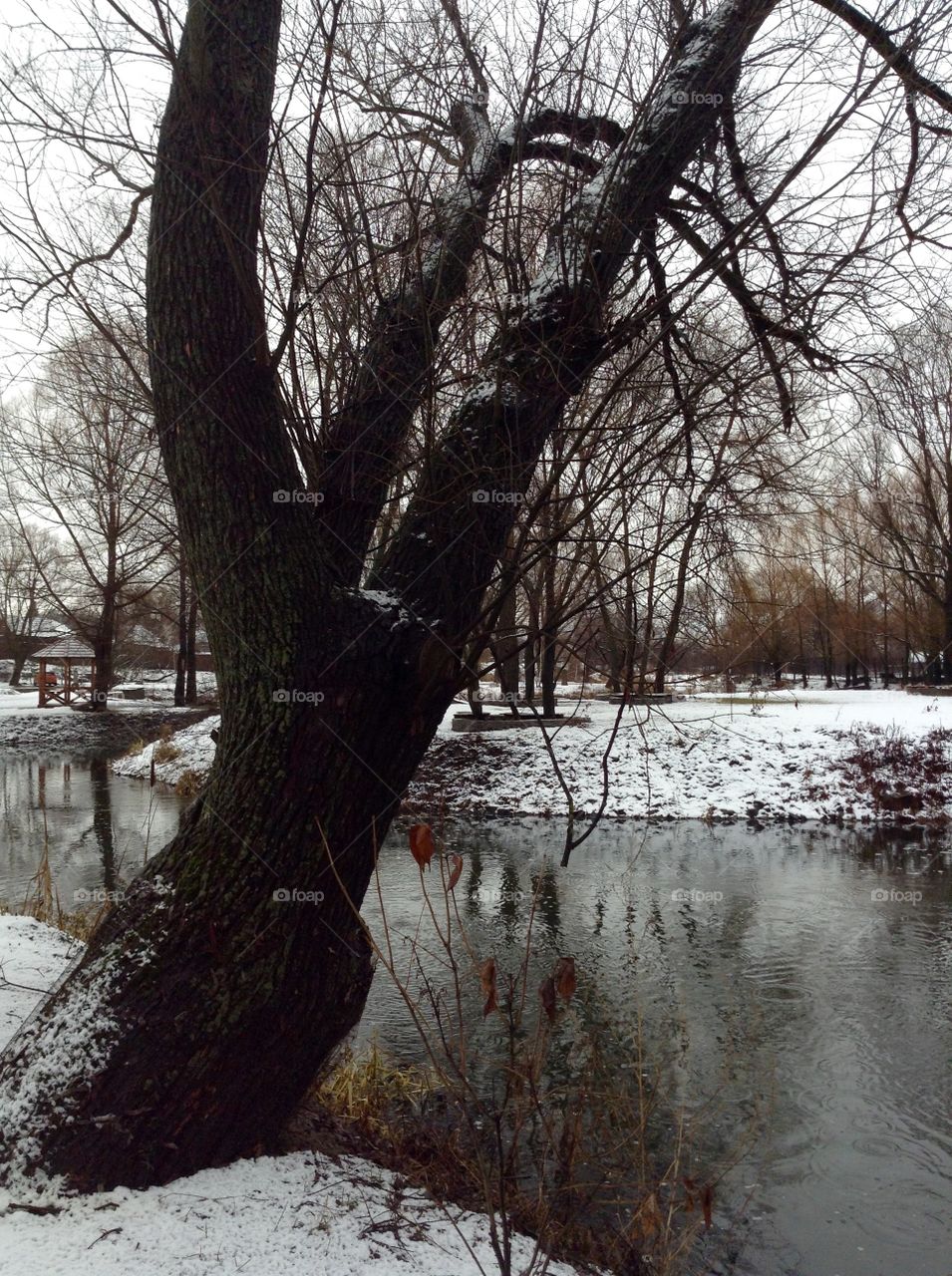 Park near Radomyshl castle, Ukraine in winter