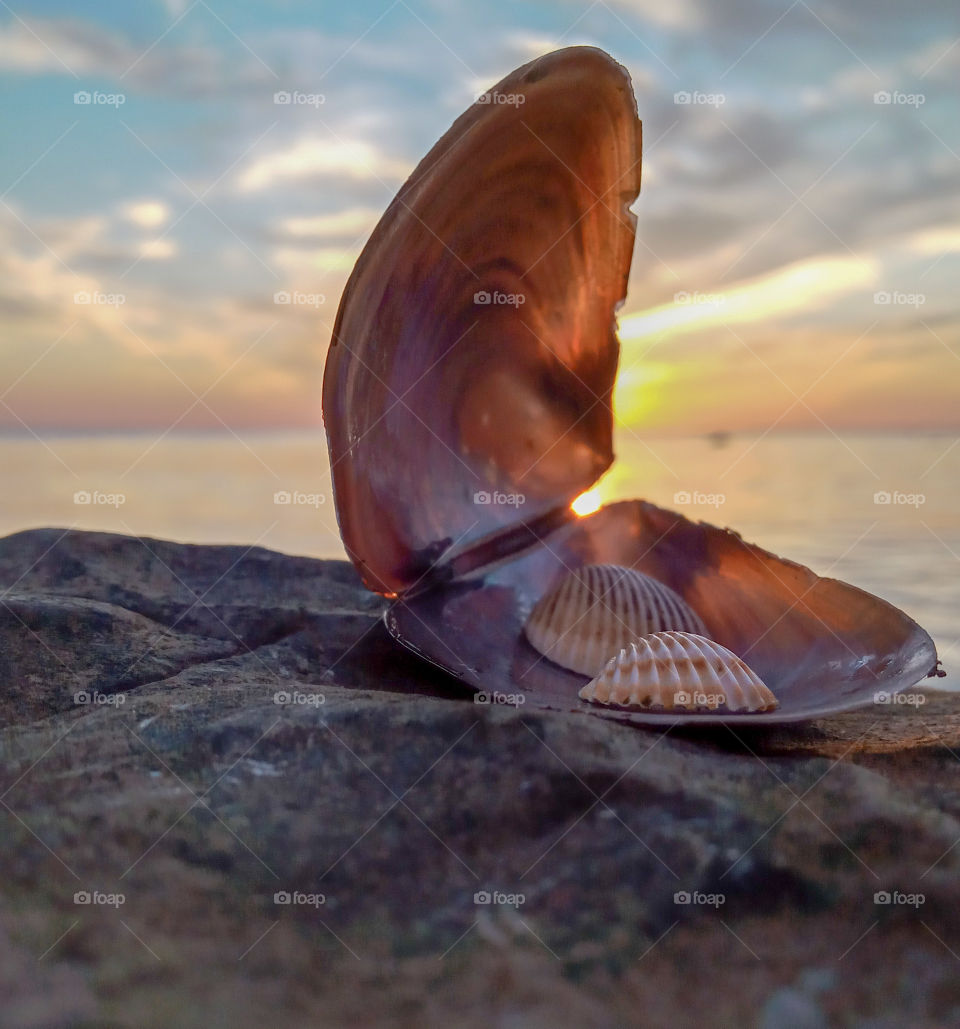 a sea shell into a mussel