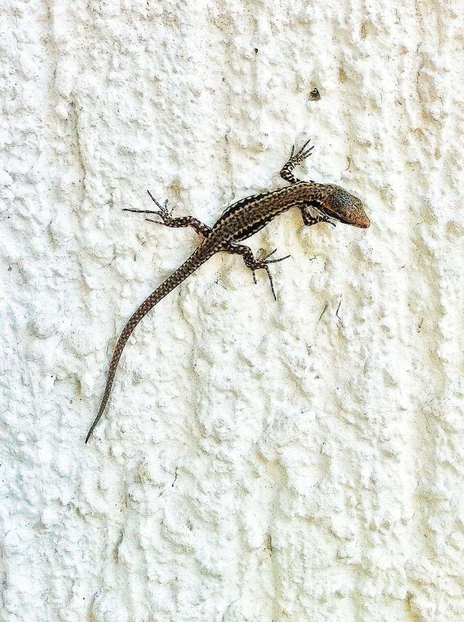 wall baby facade lizard by munda.net