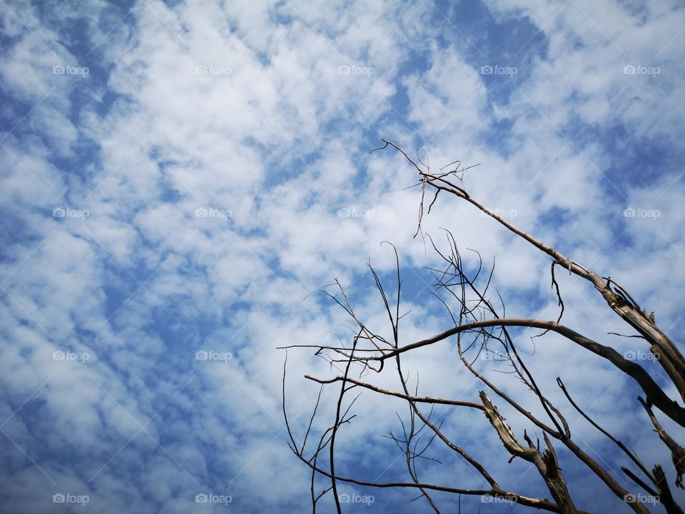 Dry branches of tree with the cloudy sky. Dry plant and winter.