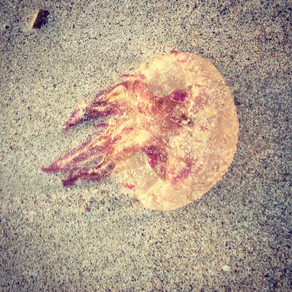 Jellyfish