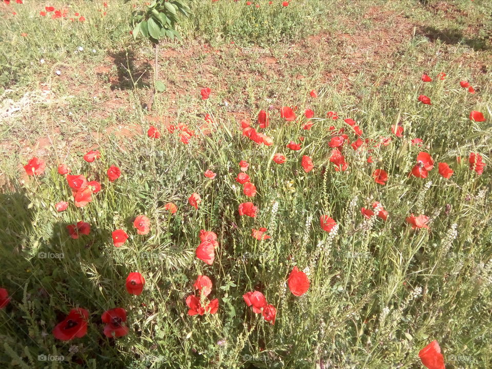 anemone coronaria