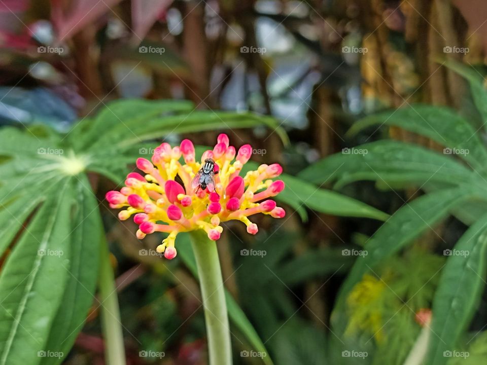 Close-up of a fly landing on a yellow and red flower in a garden