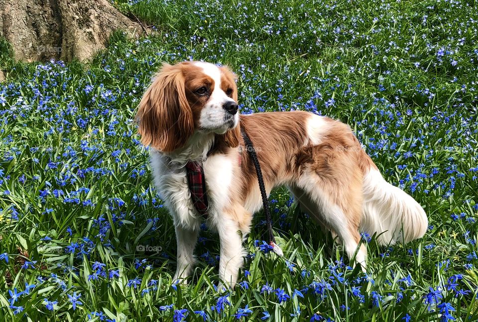 Spring dog enjoying walk in the park