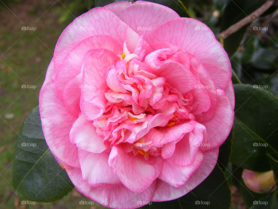 A beautiful pink Camelia flower with it's perfect detail. Nature sure is a great creator of wonderful things in our word