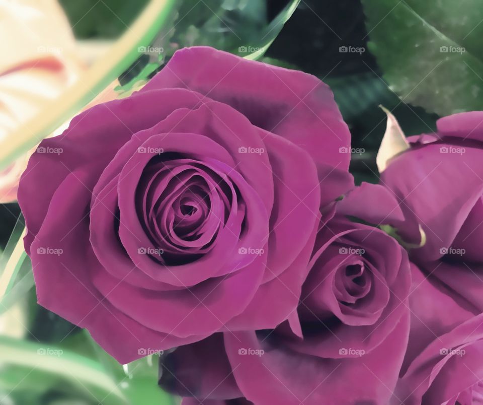 Purple roses 