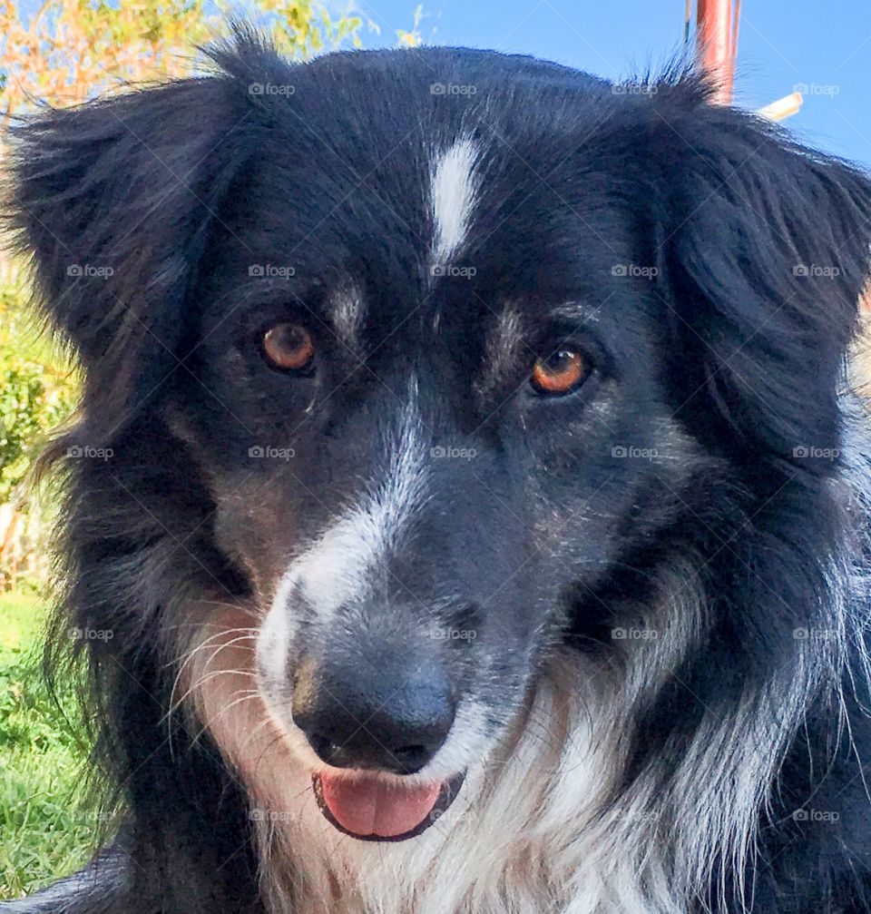 Close-up of border collie mouth