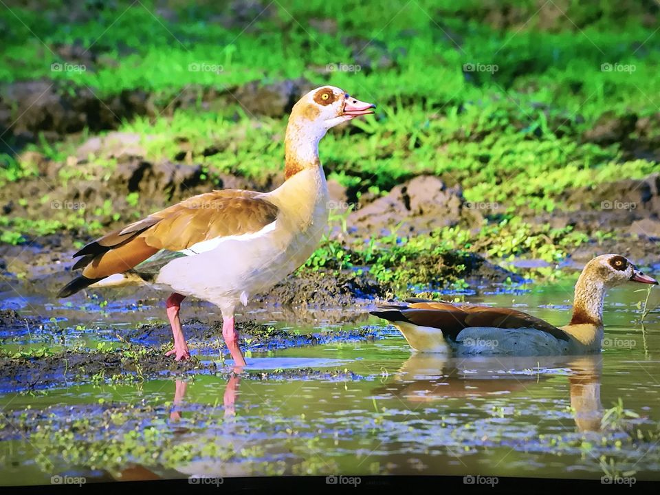 Pato walking inside the wet shadow 