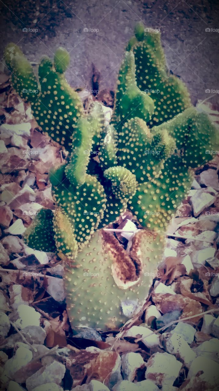 AH MY GREEN CACTUS MITTEN, I CALL MR.GREEN JEANS, FROM A BABY RAISED HE HAS BECOME GREEN WITH ENVY, SO MAYBE I SHOULD CALL HIM MR. GREEN ENVY